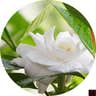 Gardenia