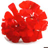 Geranium