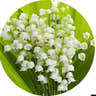 Lily of the valley
