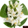 Neroli
