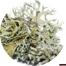 Oakmoss