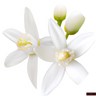 Orange blossom