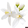 Orange blossom c872b5ac 1b7c 4603 abc7 308b0a6e7f3c