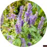 Patchouli