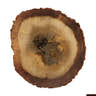 Agarwood