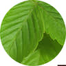 Green noites