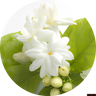 Jasmine