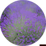 Lavender 14308715 a405 474c b62d 4ea3294d1247