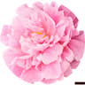 Peony
